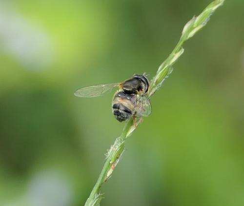 Paragus borbonicus